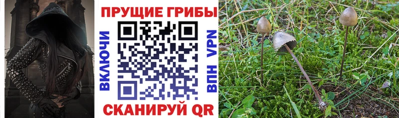 hydra маркетплейс  Красково  Псилоцибиновые грибы GOLDEN TEACHER 